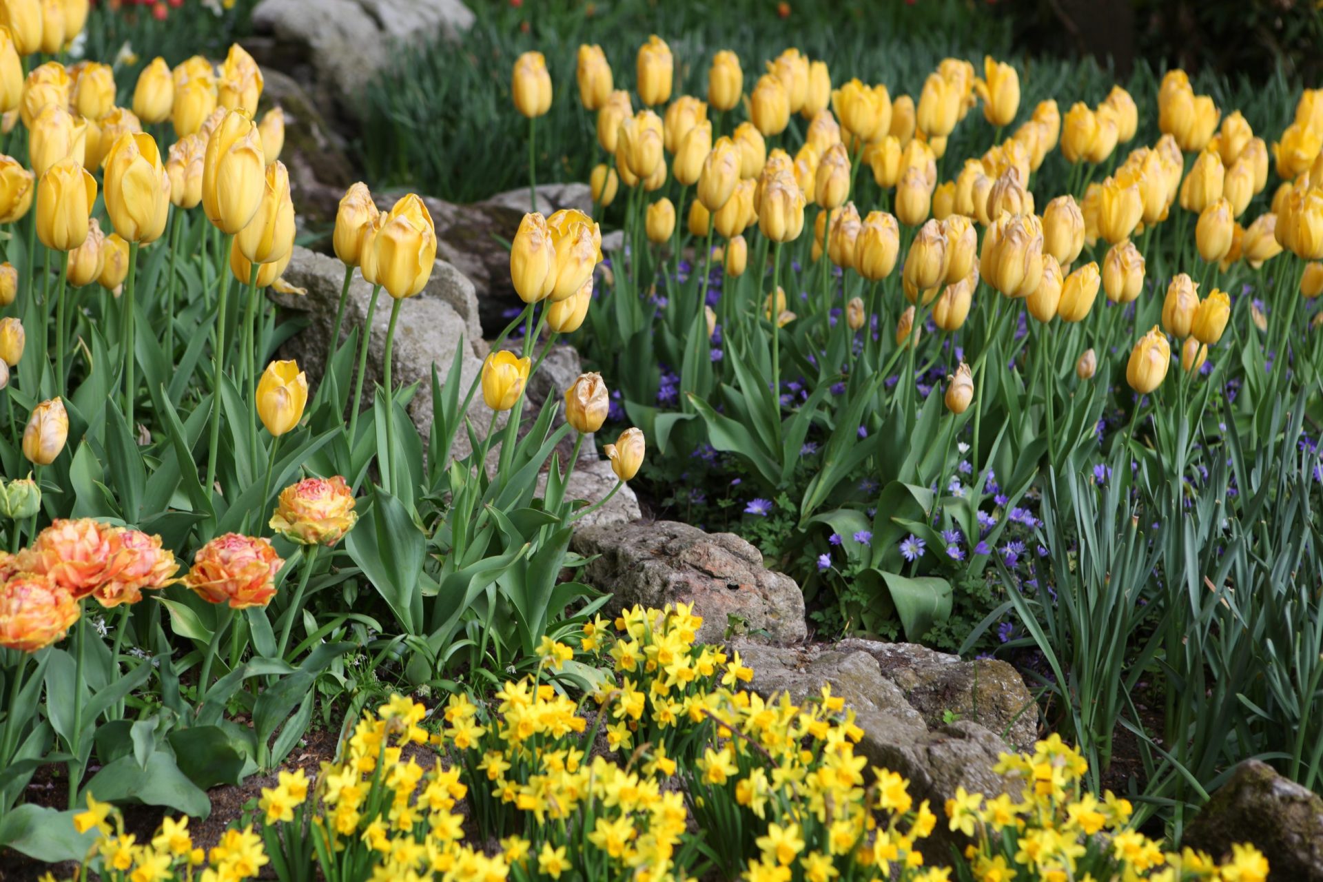 Yellow Tulips