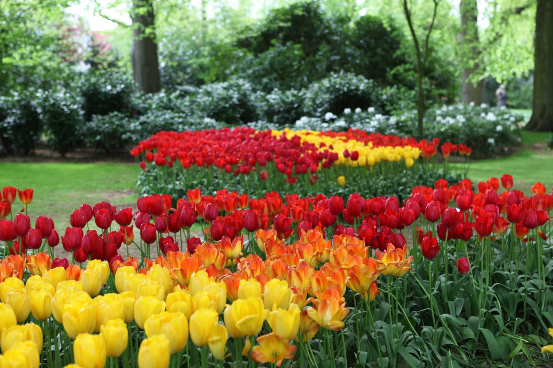 Color Mass Tulips