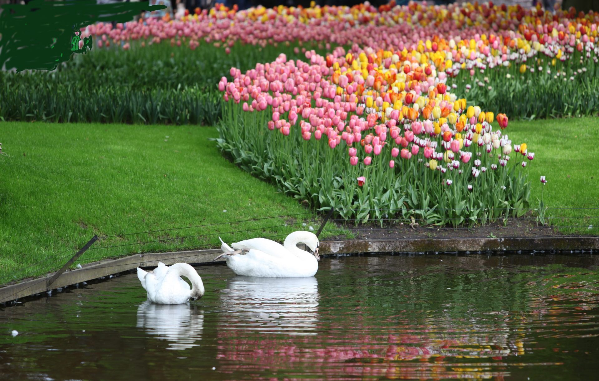 Swans and Tulips