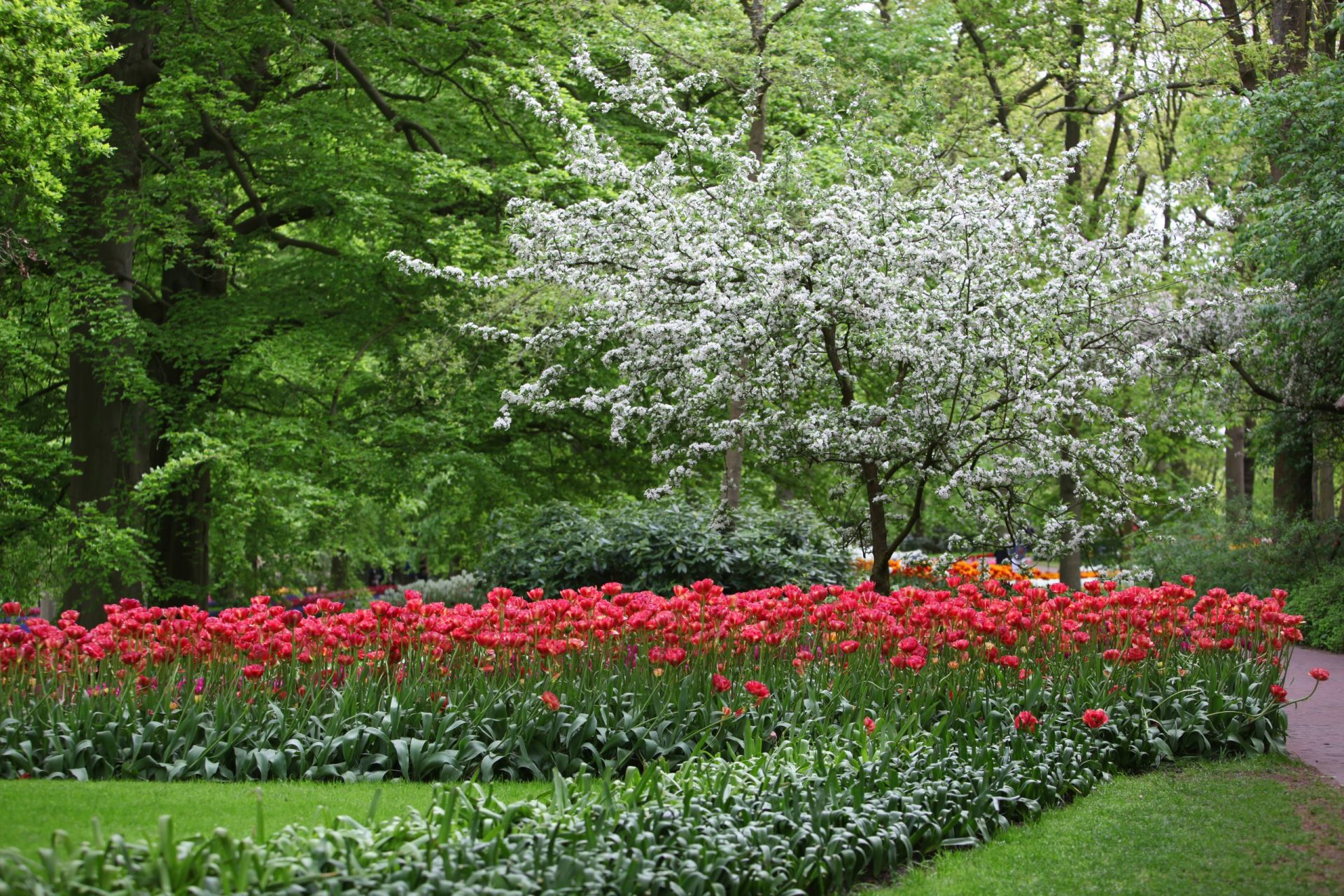Blooming Tree & Red Tulips