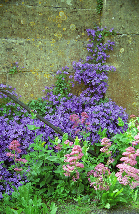 Flowers on a wall