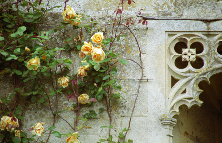 Roses at the Castle