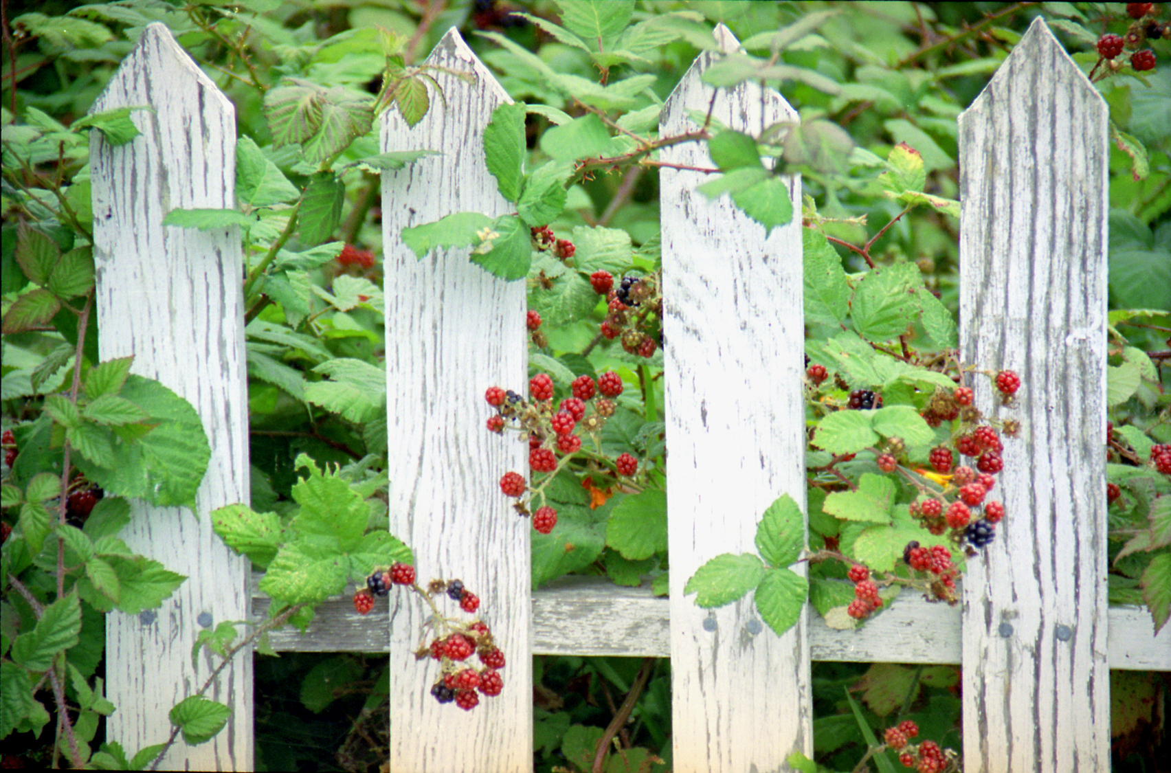 Berries on the Fence