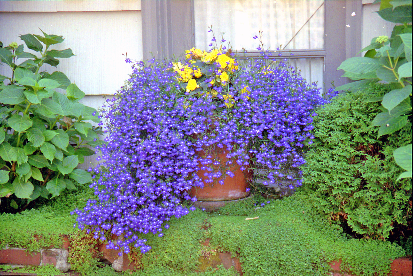 Lobelia