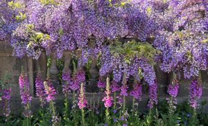 June - Shades of Lavender