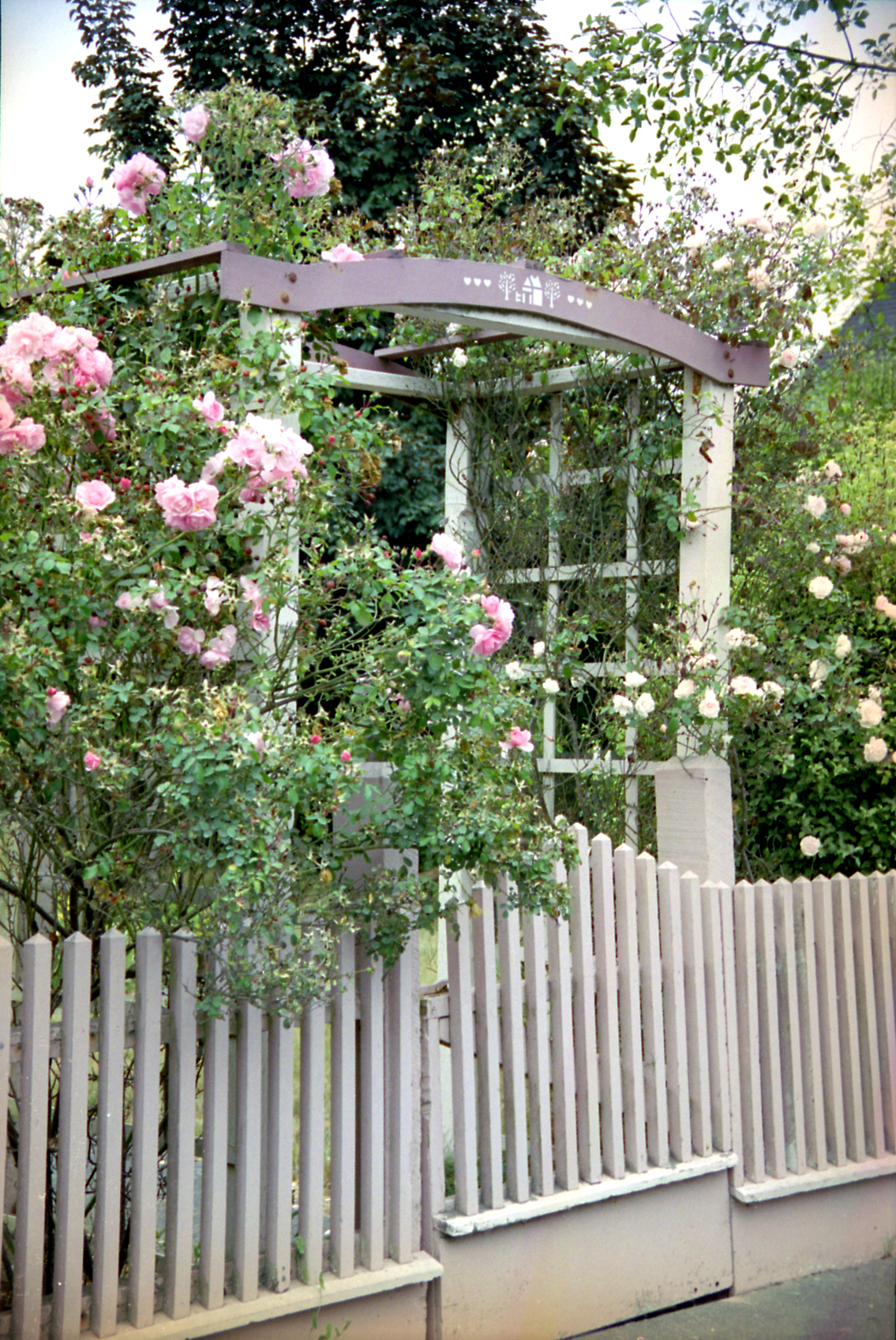 Rose Arbor
