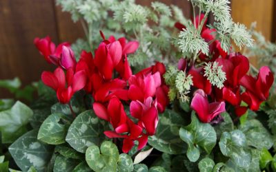 Christmas Cyclamen